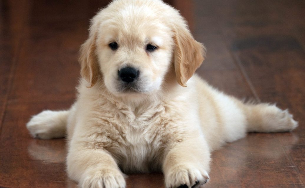 A shallow focus shot of a cute Golden Retriever puppy resting on the floor with a blurred background